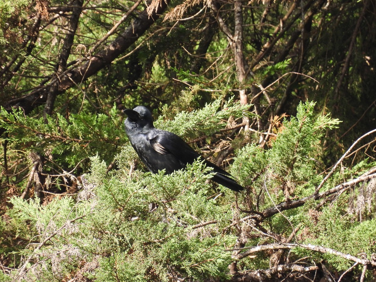 Large-billed Crow - ML641867007