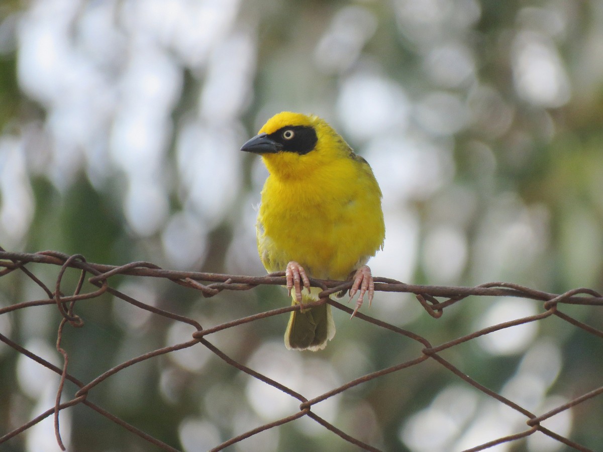 Baglafecht Weaver - ML641867016