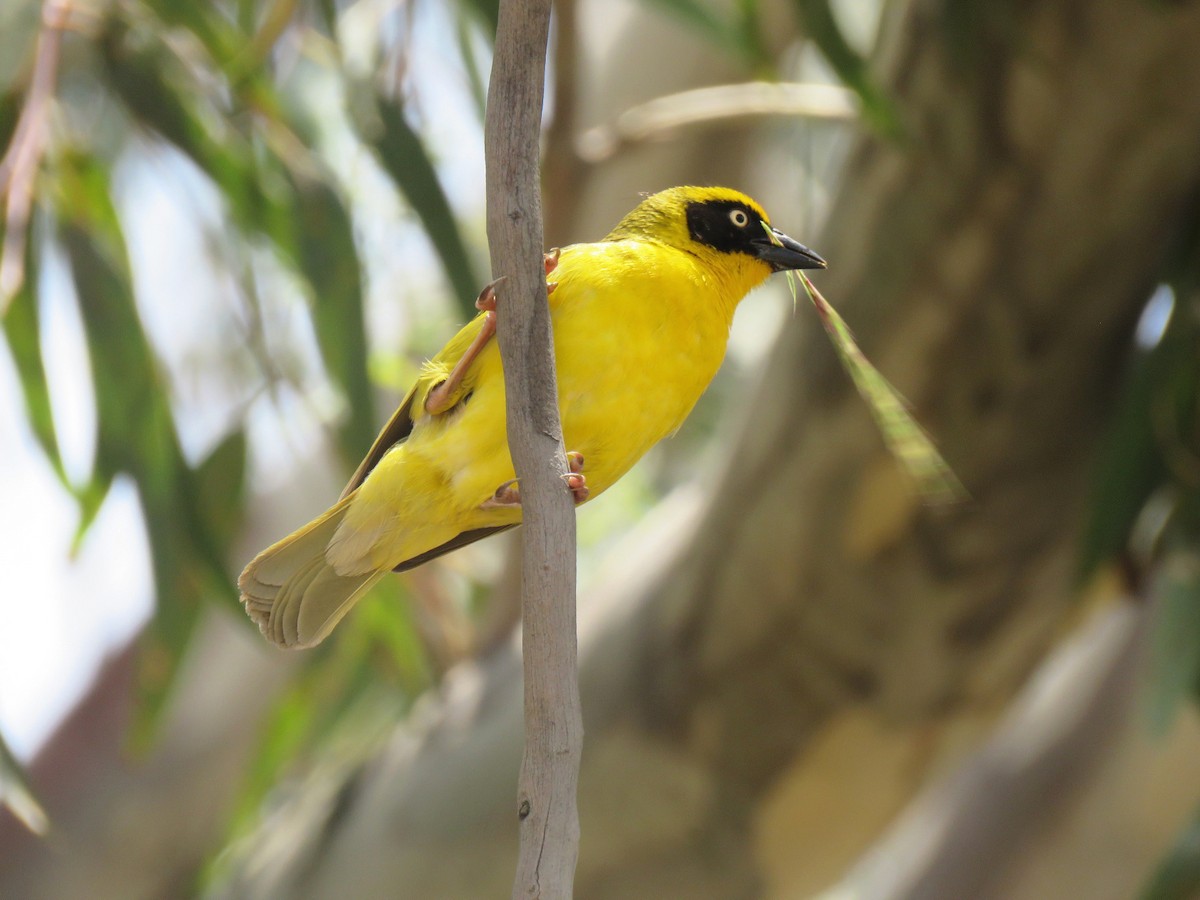 Baglafecht Weaver - ML641867042