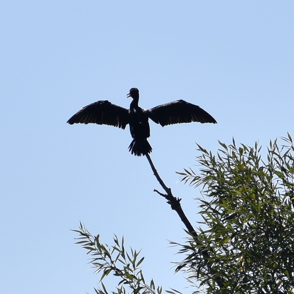 Double-crested Cormorant - ML641867050