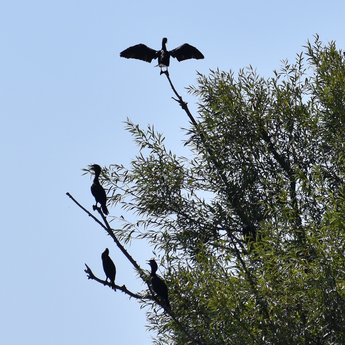 Double-crested Cormorant - ML641867051