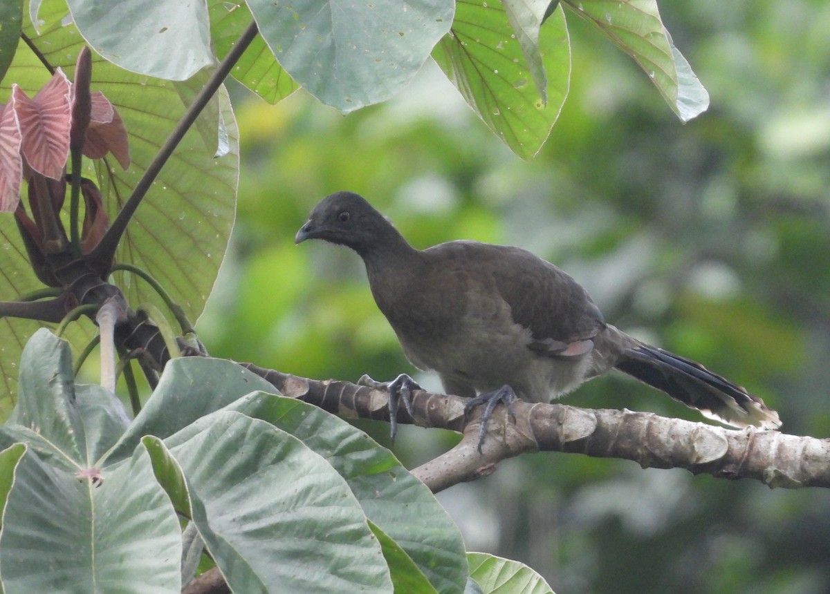 Gray-headed Chachalaca - ML641867052