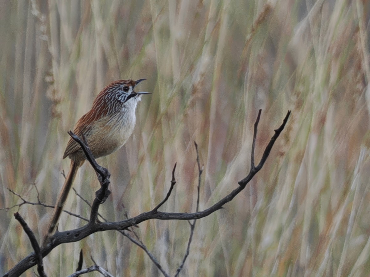 Sandhill Grasswren - ML641867068