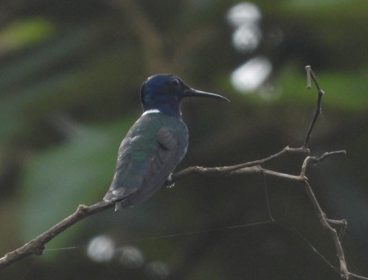 White-necked Jacobin - ML641867075