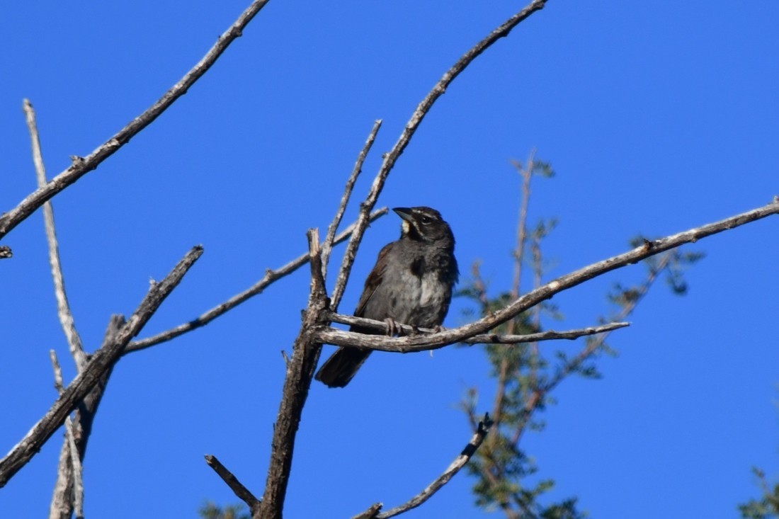 Five-striped Sparrow - ML641867116