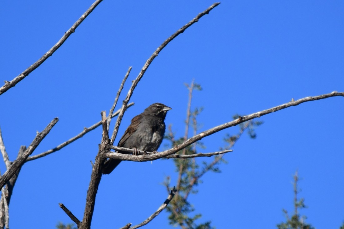Five-striped Sparrow - ML641867117