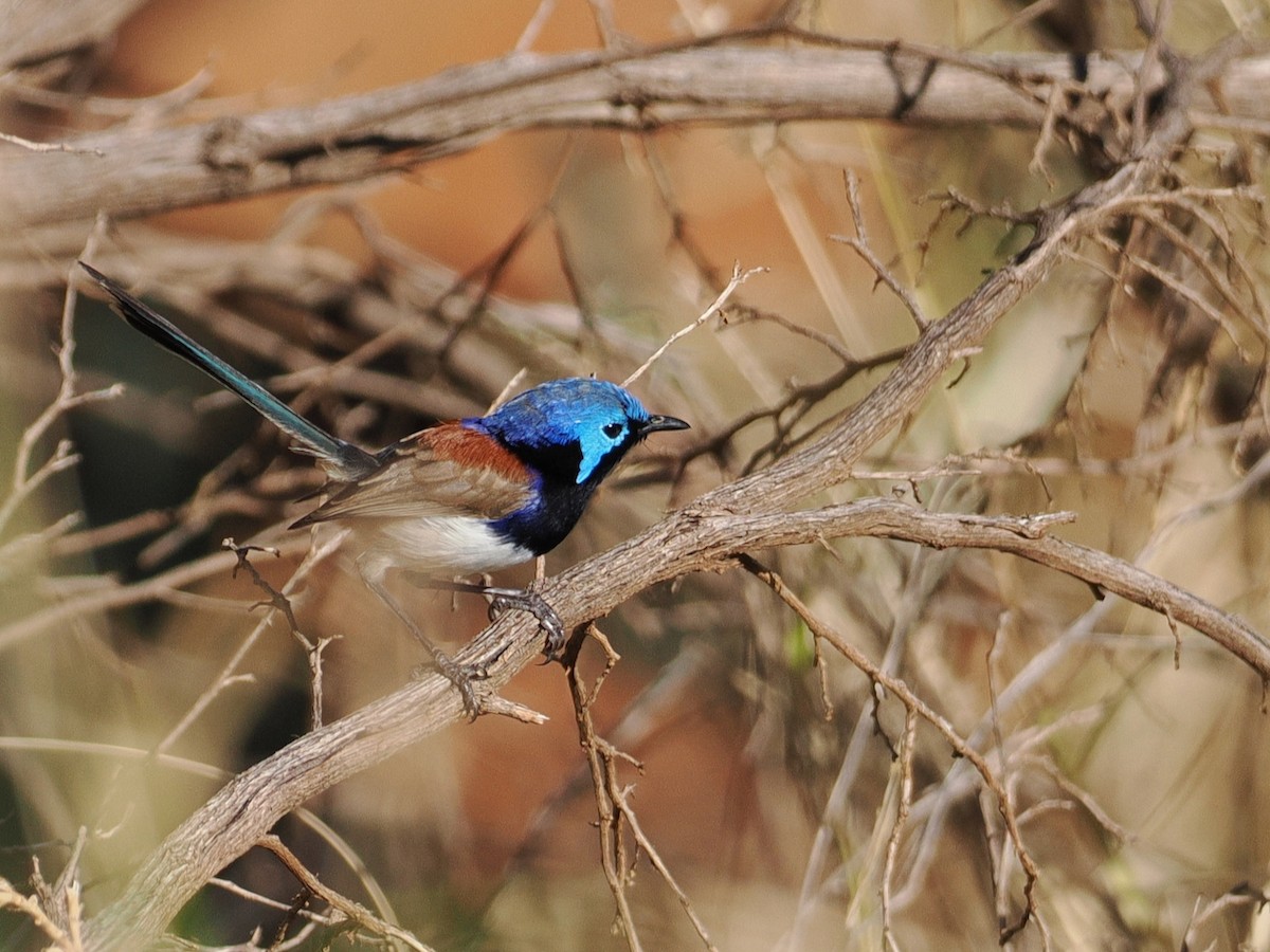 Purple-backed Fairywren - ML641867146