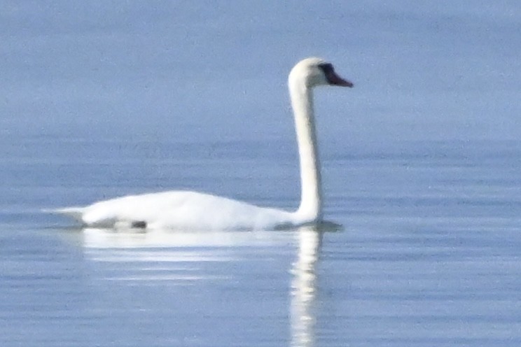 Хуруут хун - ML641867148