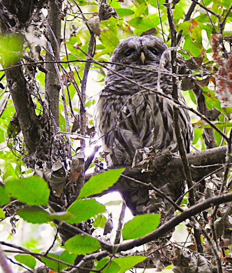 Barred Owl - ML641867168