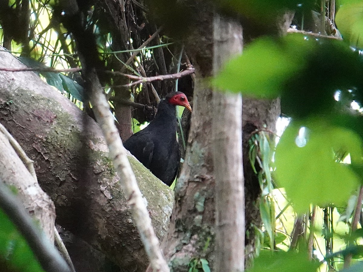 tabon vanuatský - ML641867169