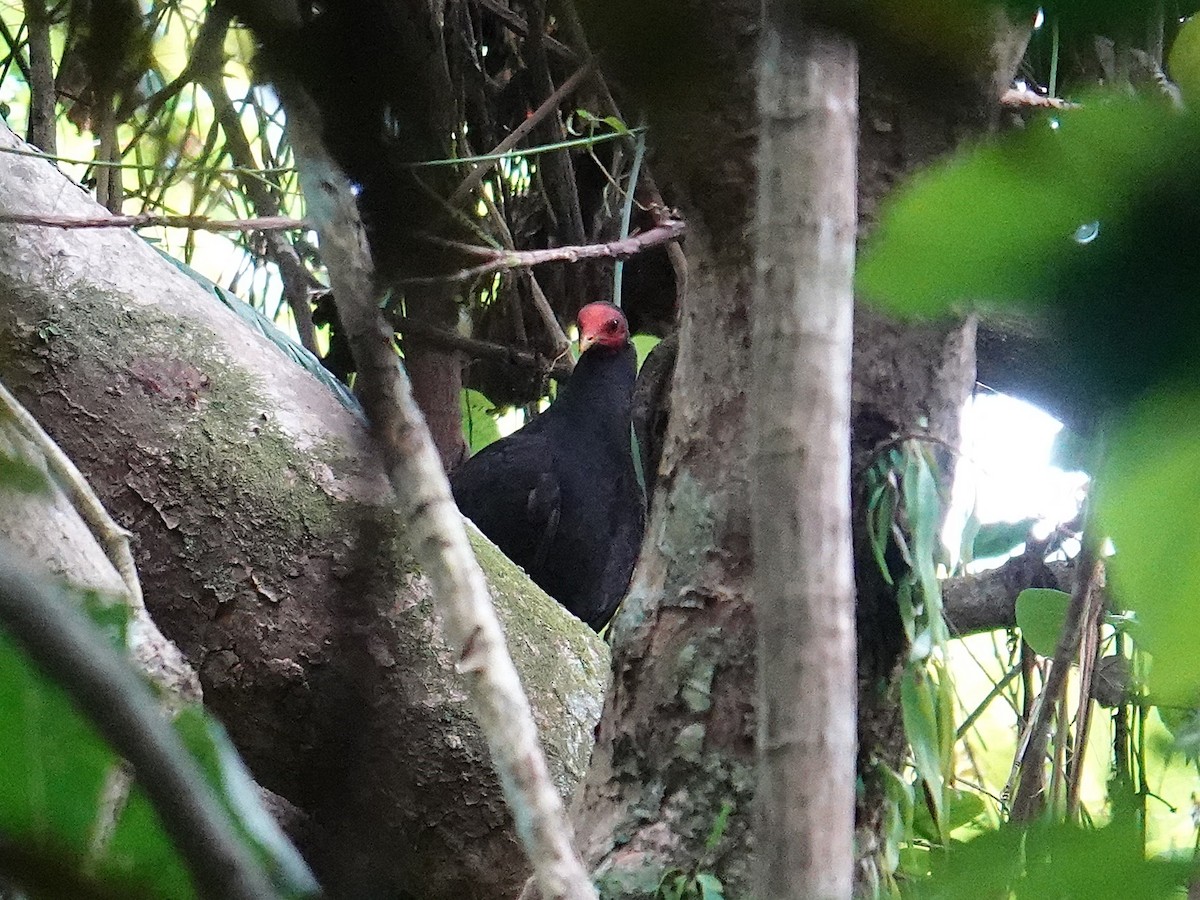 tabon vanuatský - ML641867170