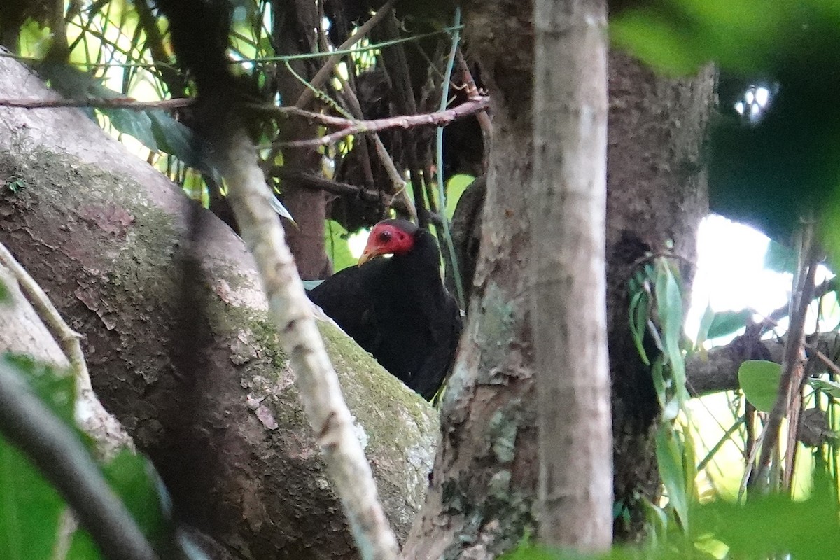 tabon vanuatský - ML641867171