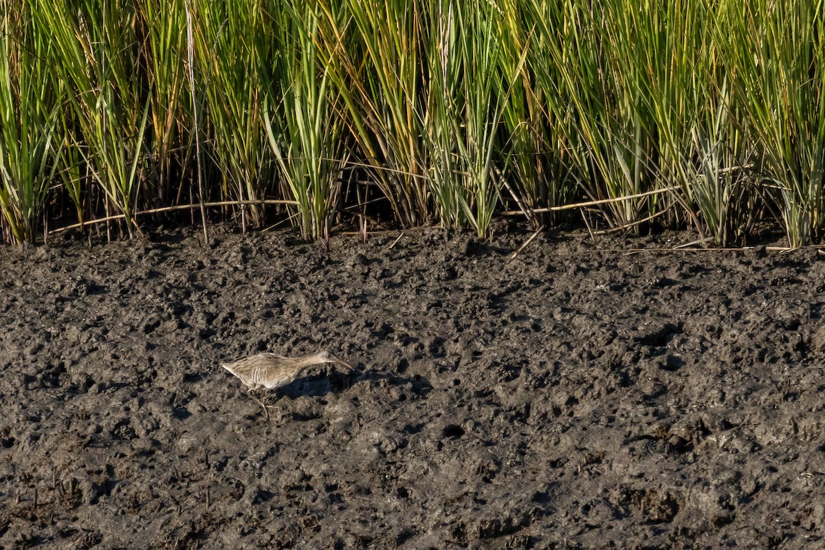 Clapper Rail - ML641867172