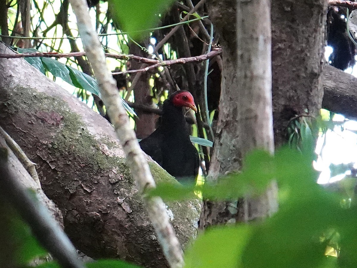 tabon vanuatský - ML641867174
