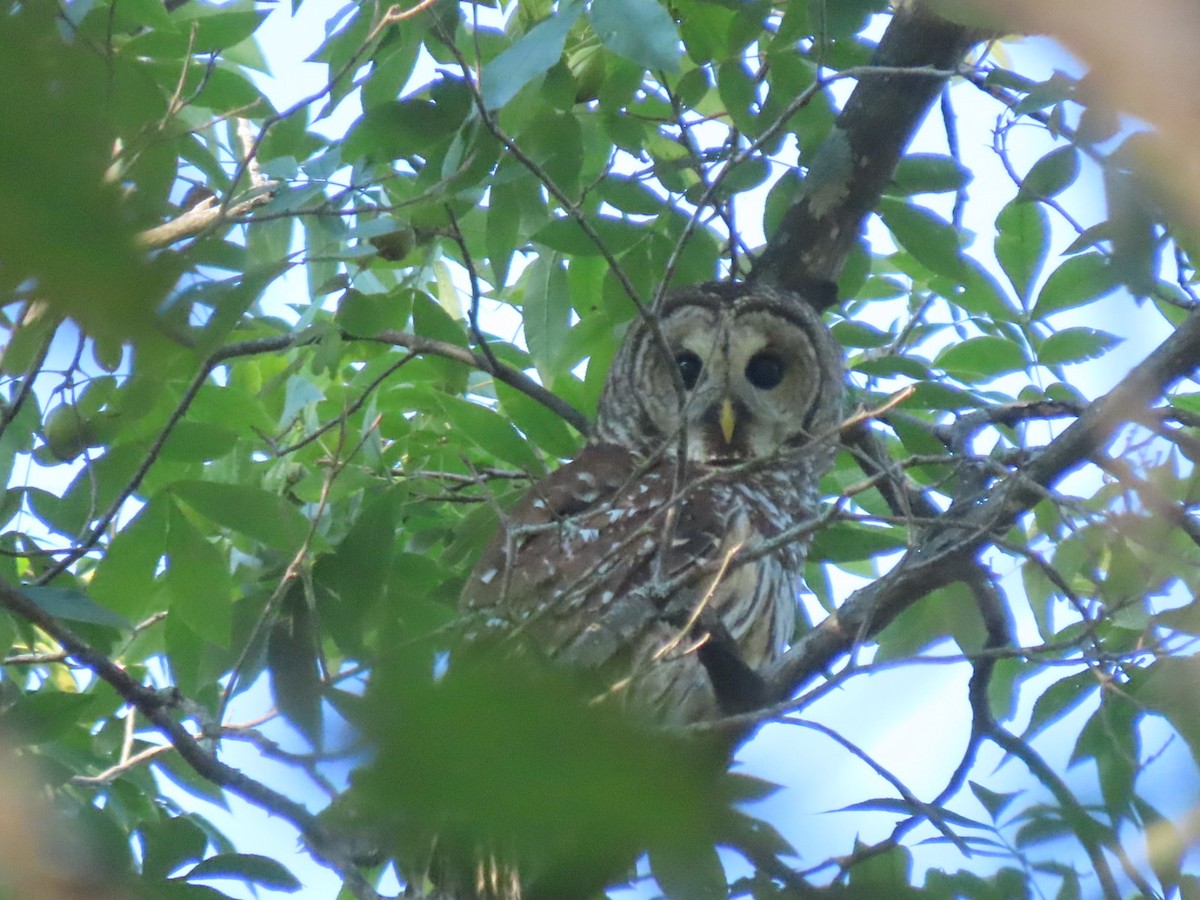 Barred Owl - ML641867176