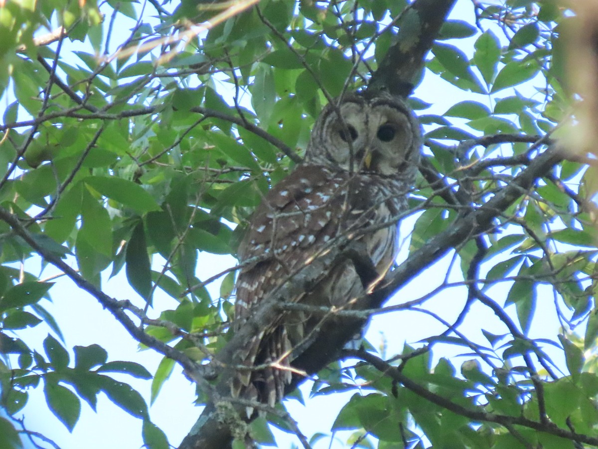 Barred Owl - ML641867177