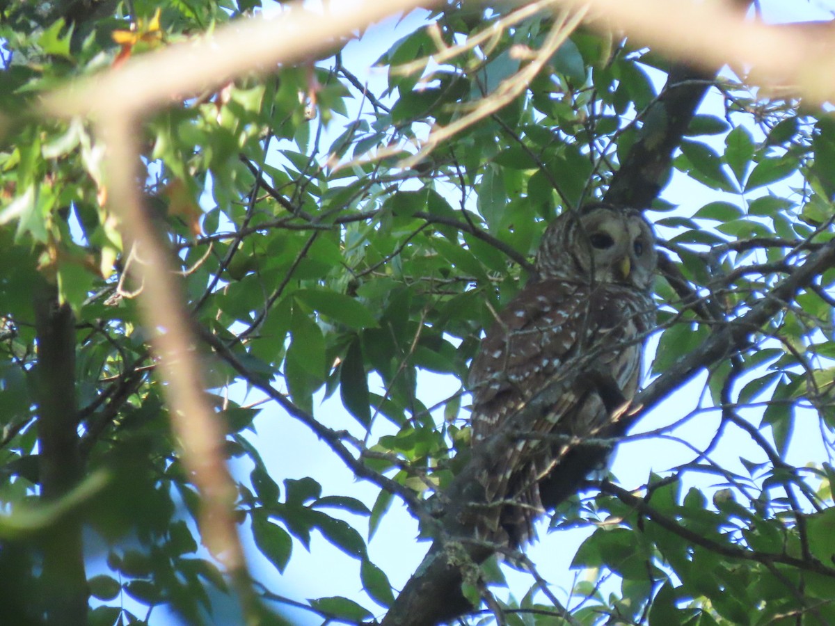 Barred Owl - ML641867178