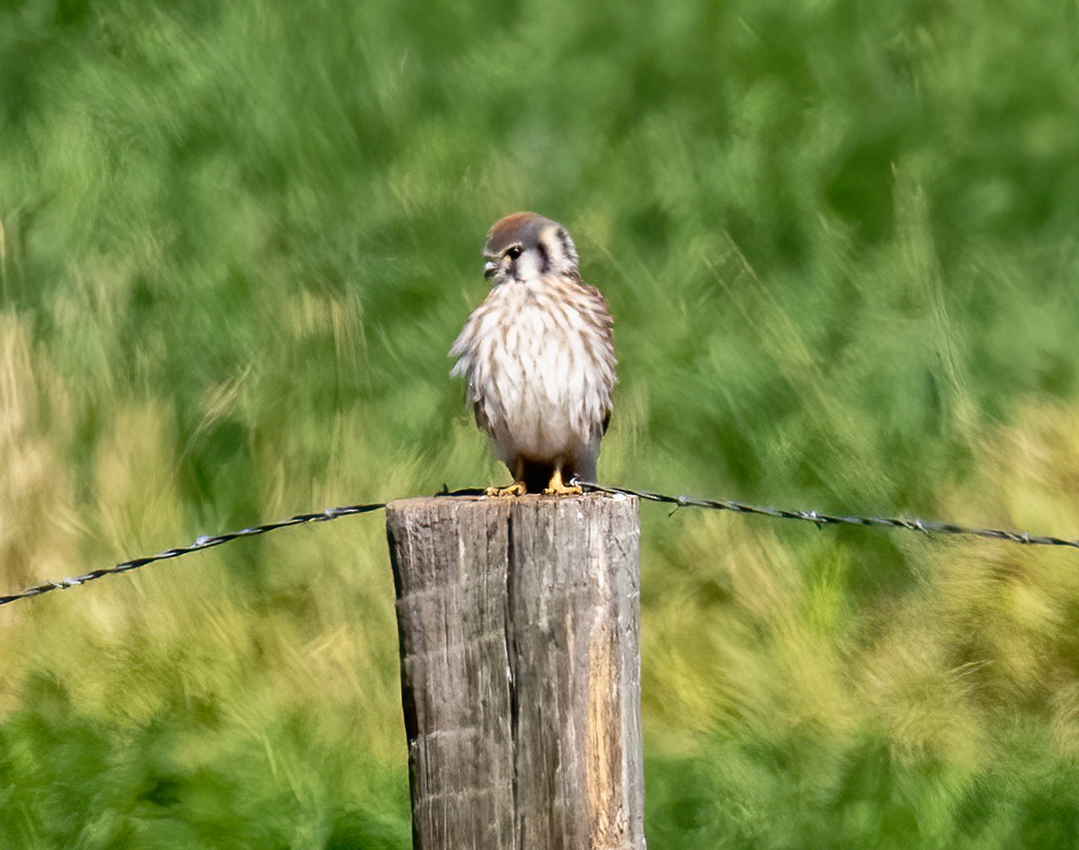 American Kestrel - ML641867182