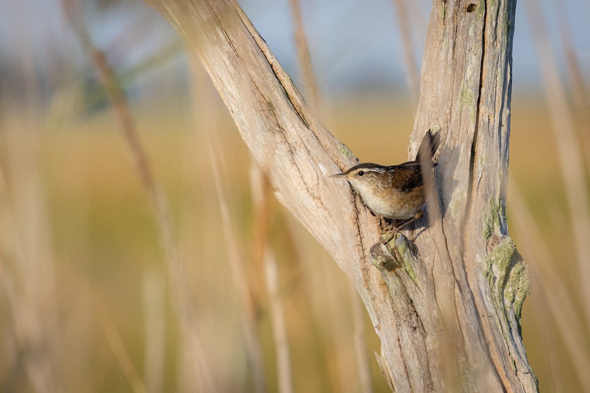 Marsh Wren - ML641867185