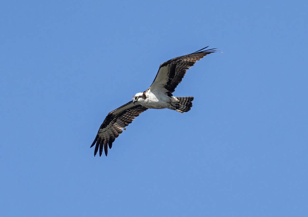 Osprey - ML641867190