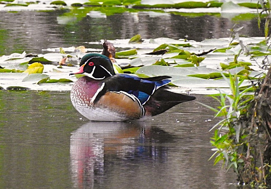 Wood Duck - ML641867203