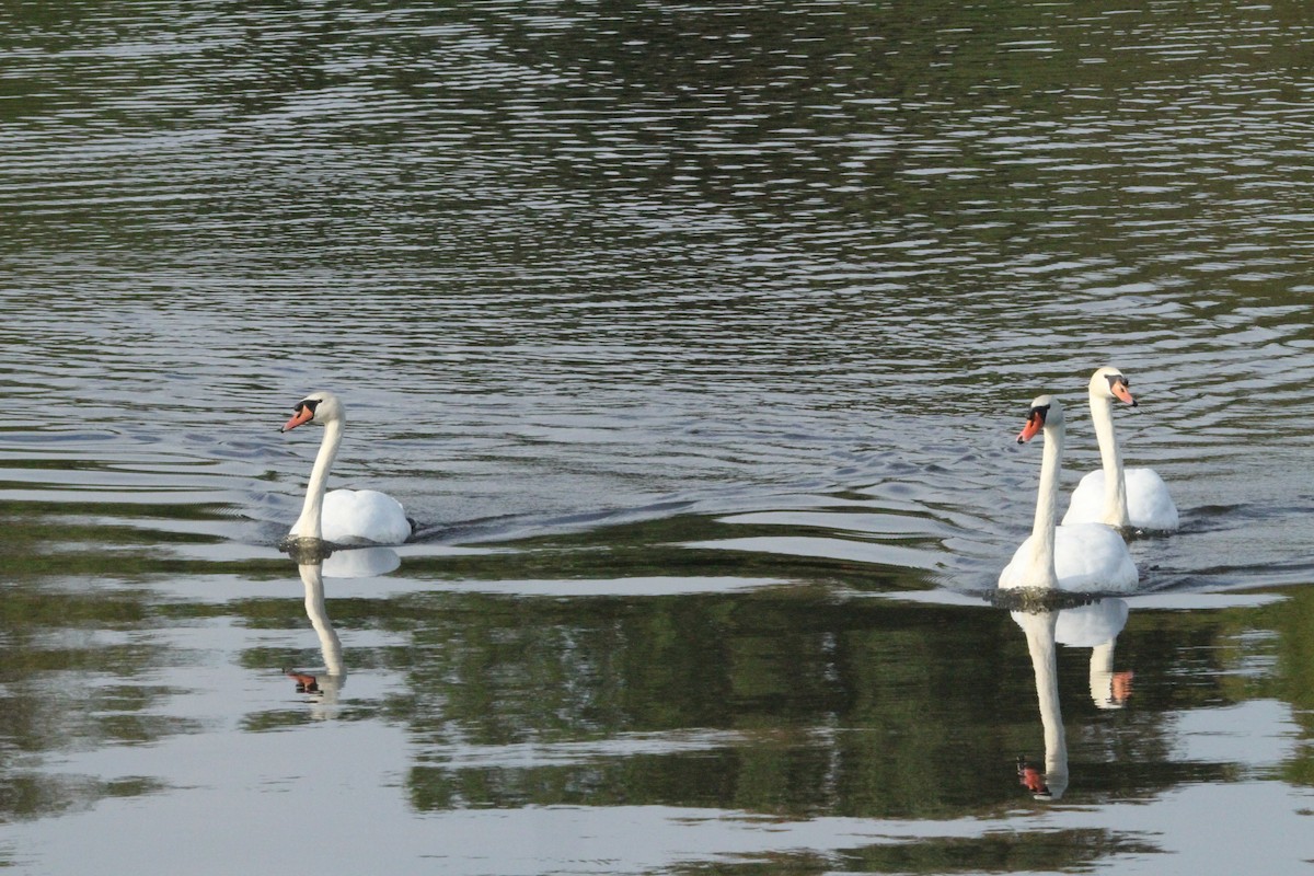 Mute Swan - ML641867216