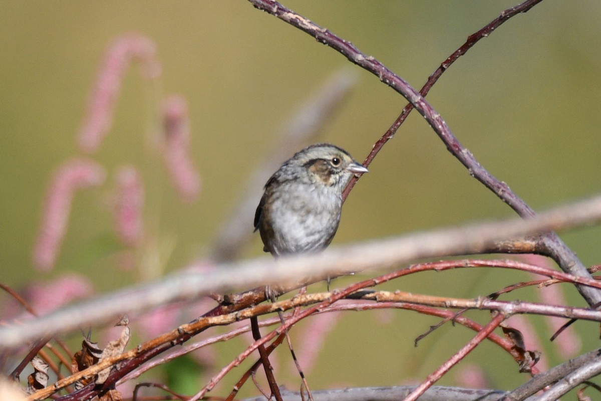 Swamp Sparrow - ML641867223