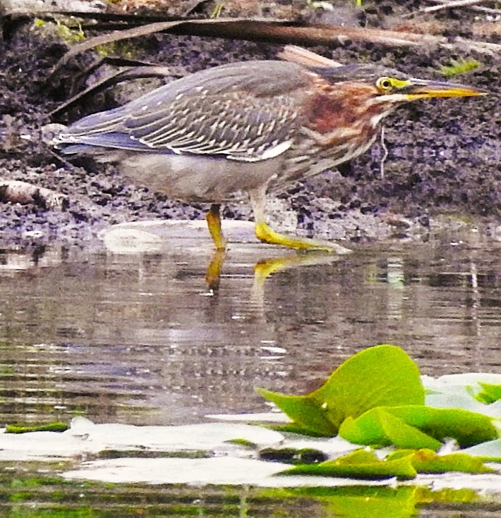 Green Heron - ML641867224