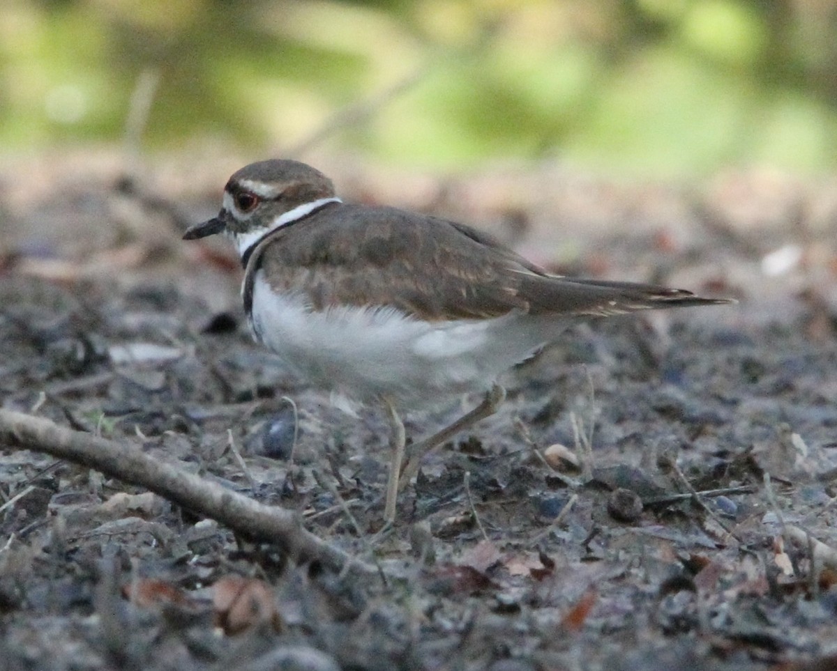 Killdeer - ML641867227