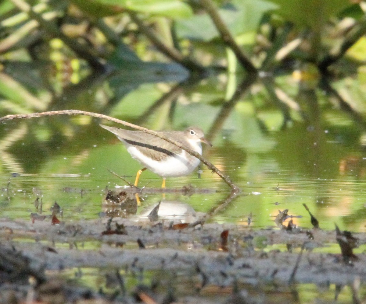 Spotted Sandpiper - ML641867234