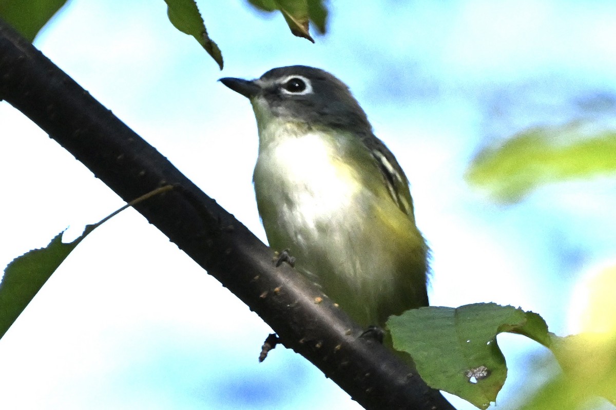 Blue-headed Vireo - ML641867239
