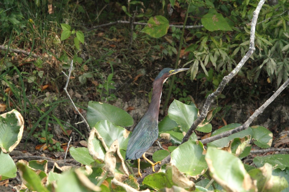 Green Heron - ML641867243