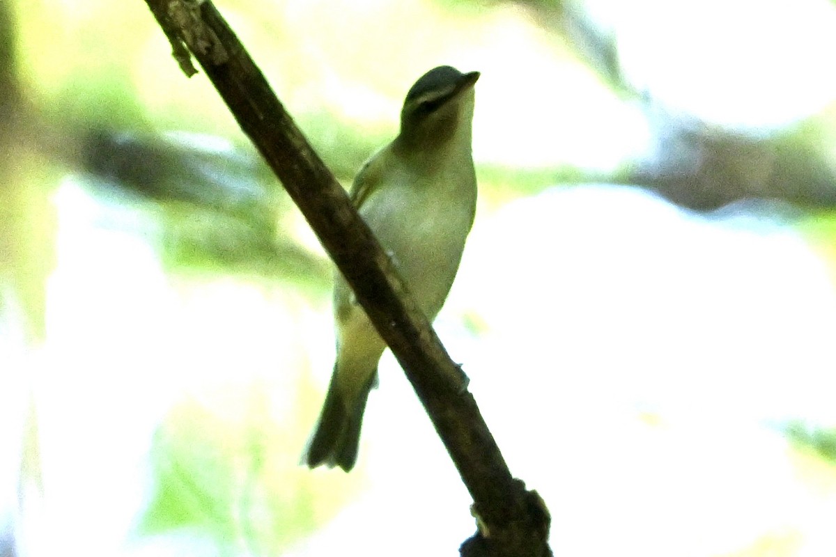 Red-eyed Vireo - ML641867249