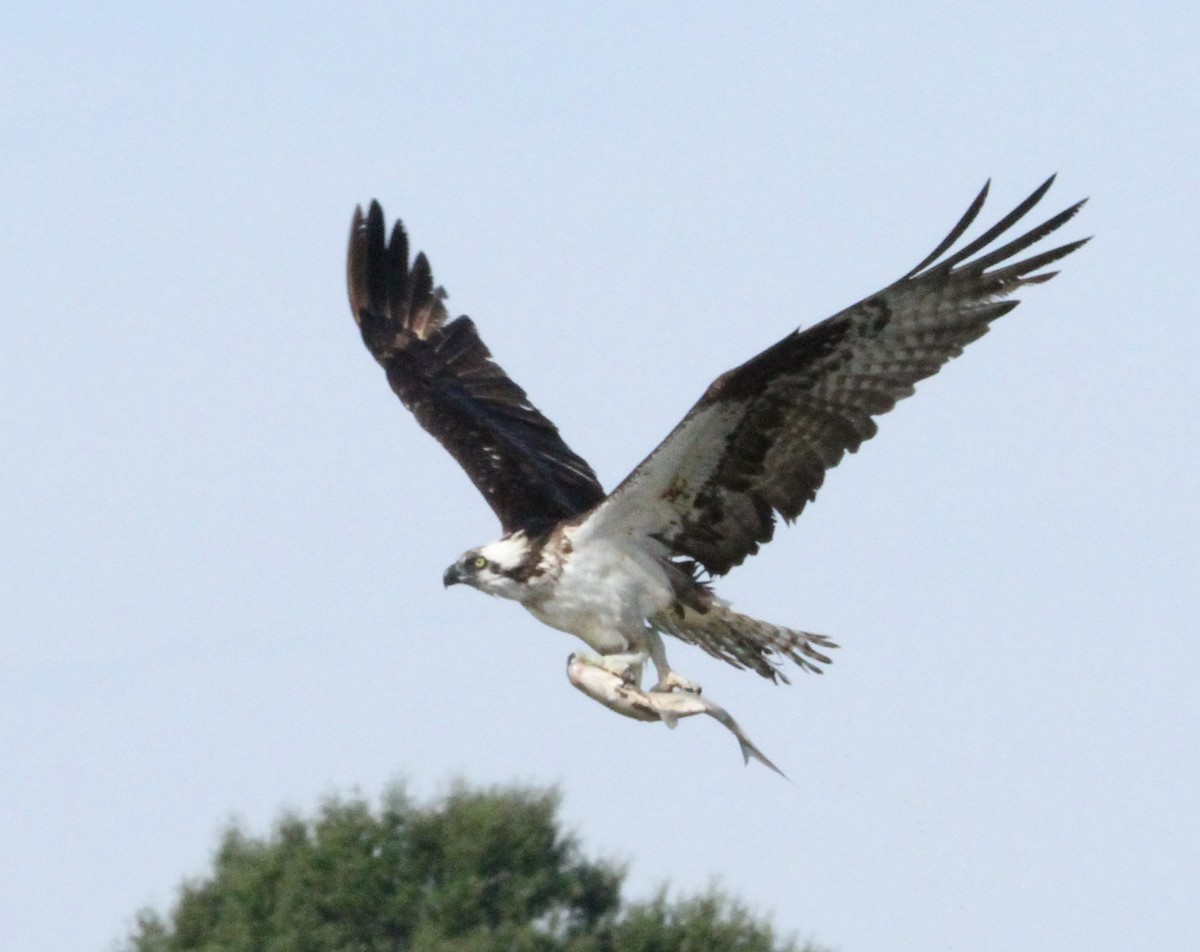 Osprey - ML641867254