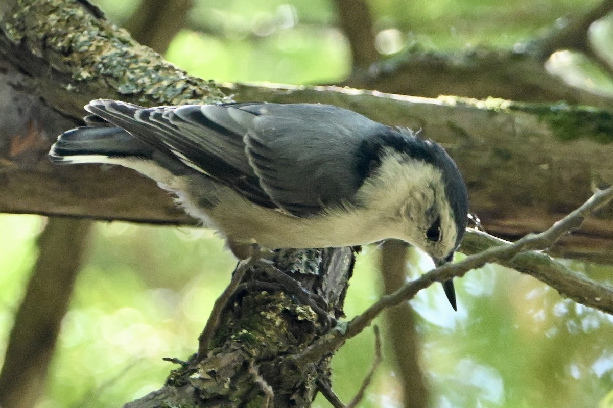 White-breasted Nuthatch - ML641867257