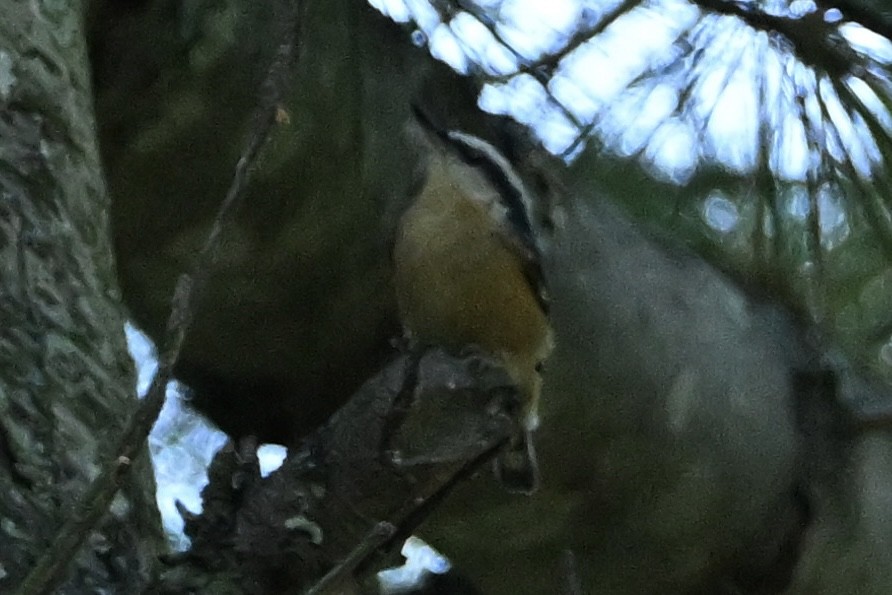 Red-breasted Nuthatch - ML641867265