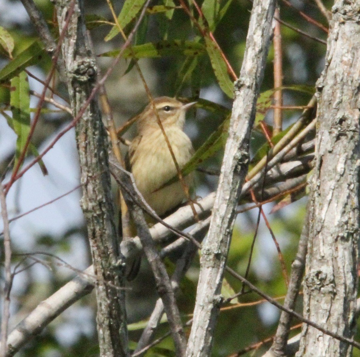 Palm Warbler - ML641867266