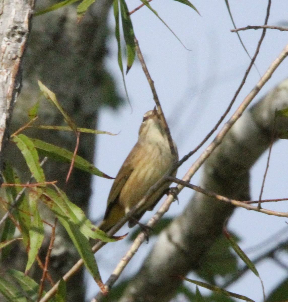 Palm Warbler - ML641867269