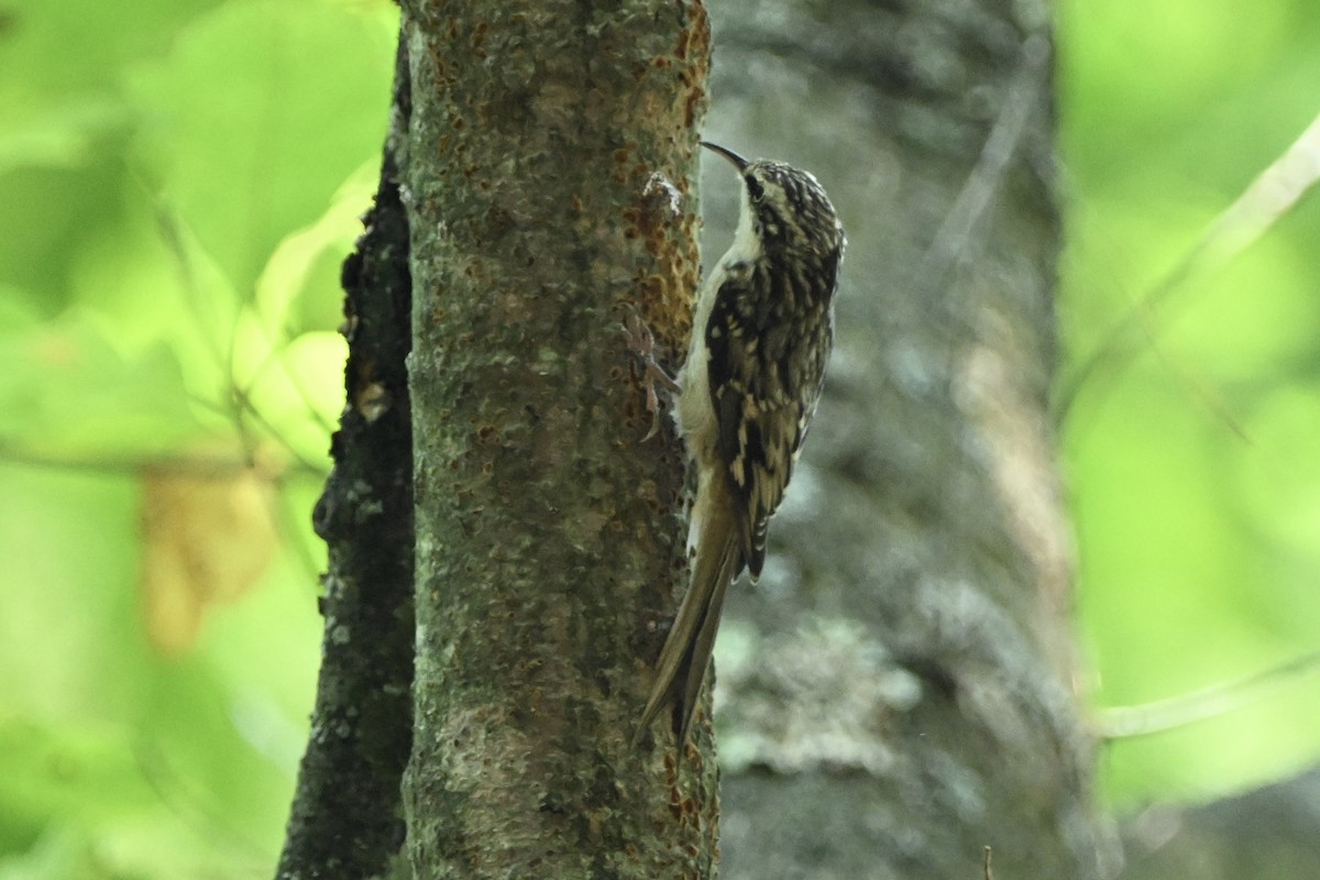 Brown Creeper - ML641867273