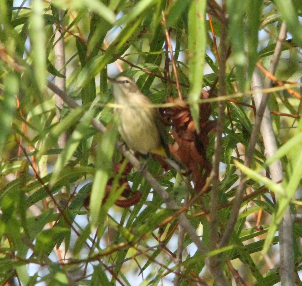 Palm Warbler - ML641867275