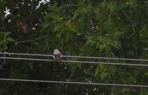 Lesser Gray Shrike - ML641867289