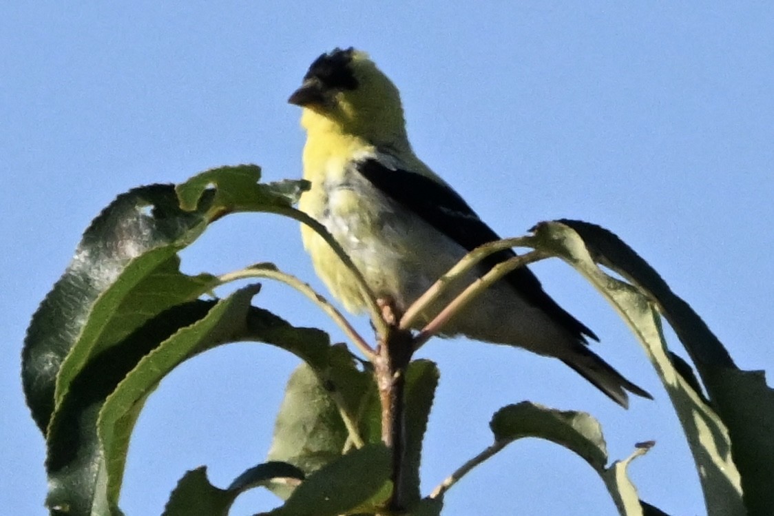 American Goldfinch - ML641867298
