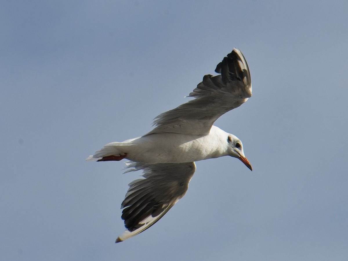 Mediterranean Gull - ML641867301