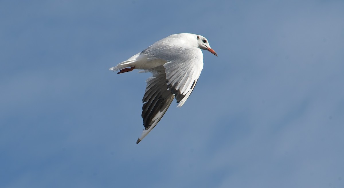 Mediterranean Gull - ML641867302