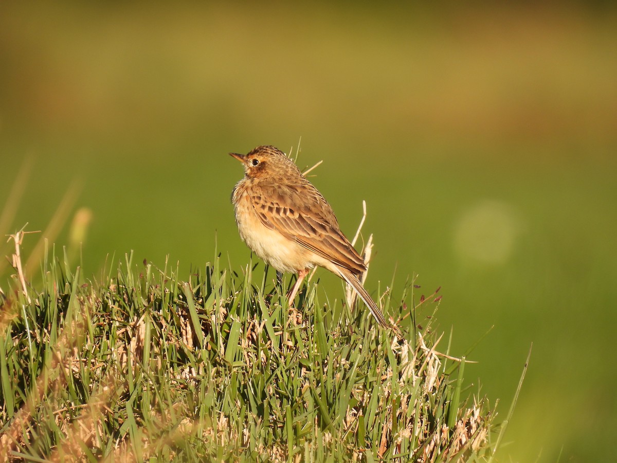 Pipit rousset - ML641867309