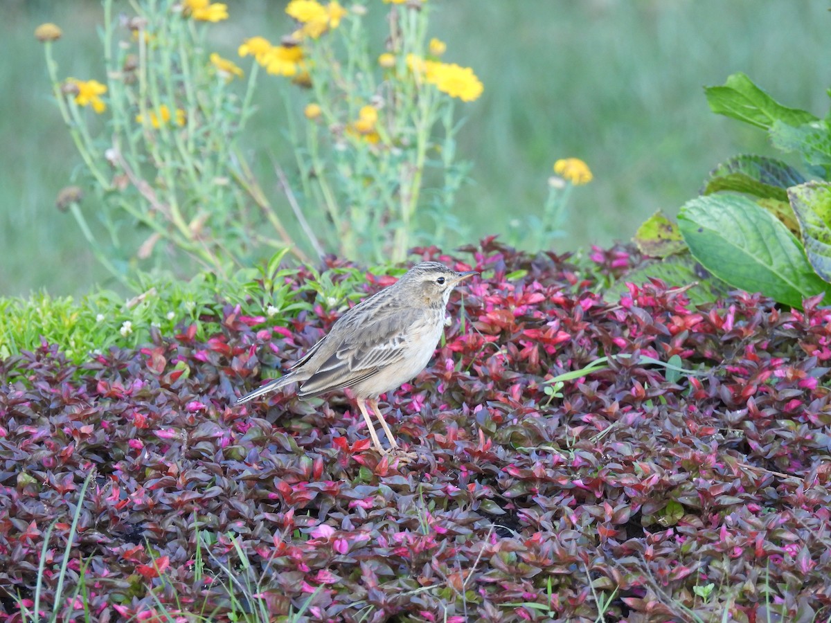 Pipit rousset - ML641867310