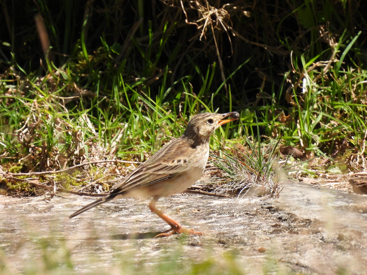 Pipit rousset - ML641867311