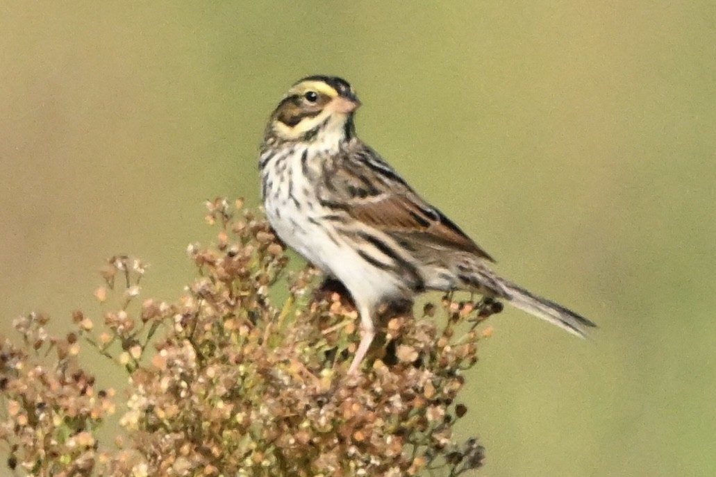 Savannah Sparrow - ML641867315