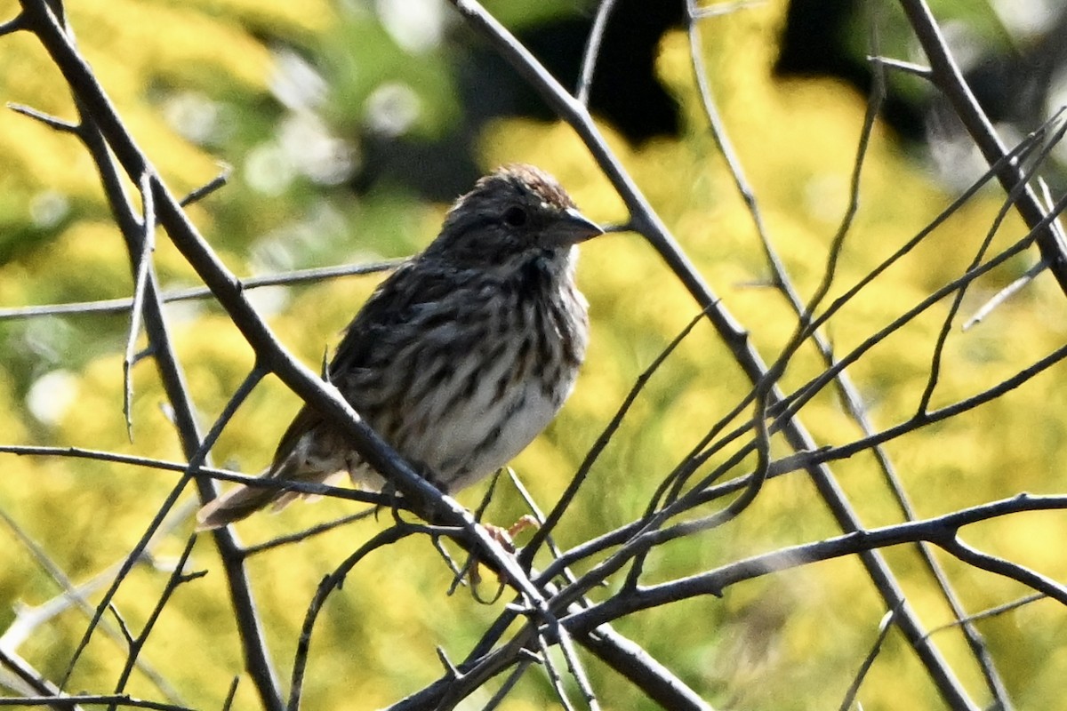 Song Sparrow - ML641867326