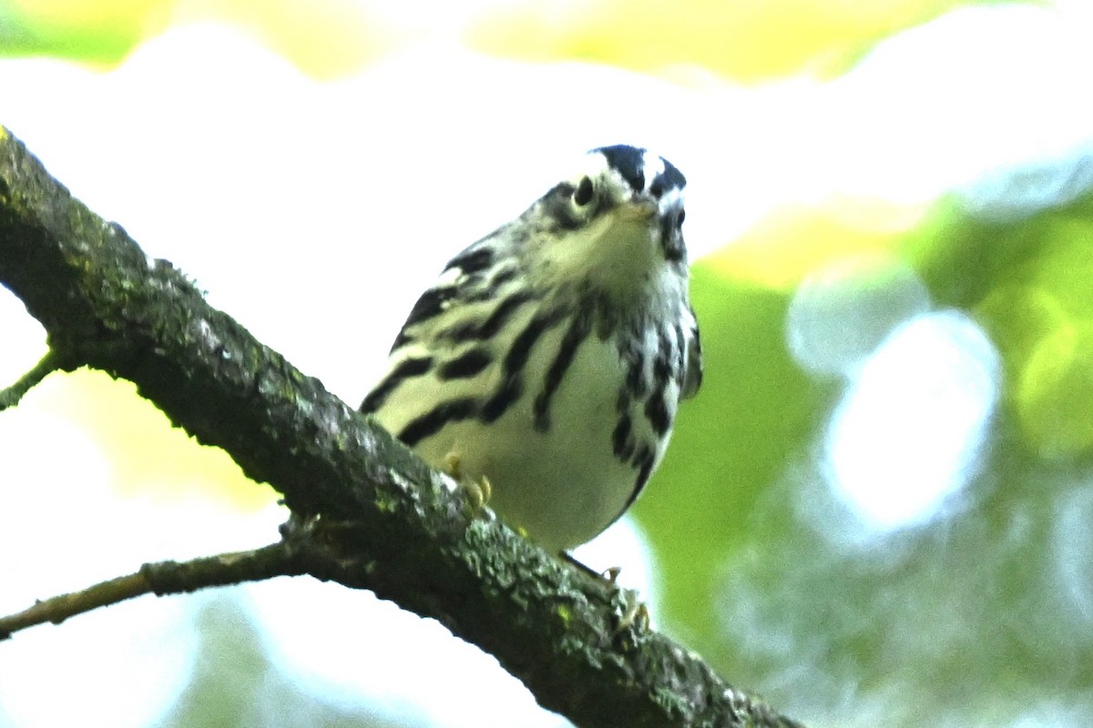 Black-and-white Warbler - ML641867339